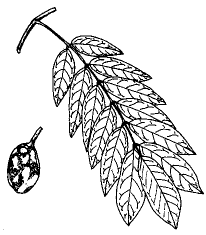 Cabbage Tree - Andira anthelmintica